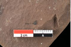 Foto (Detailansicht) von Xylomites lignitum Ettingshausen (NHMW-GEO-2024-0188-0052b)